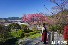 �݂��U�����̗z����