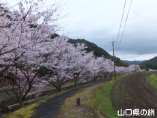 ���̉Ԃ̃g���l��