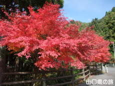 寂地峡の紅葉