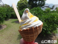 夏みかんソフトクリーム