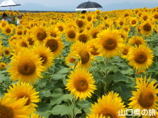 Ԃ̊ĈЂ܂蔨