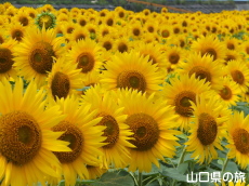 Ԃ̊ĈЂ܂