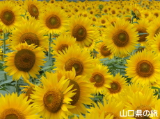 Ԃ̊ĈЂ܂