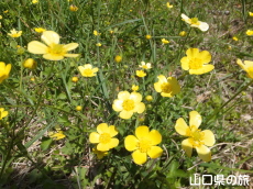 ウマノアシガタ群生地