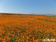 �Ԃ̊C�̃R�X���X