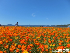 �Ԃ̊C�̃R�X���X