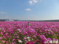 �Ԃ̊C�̃R�X���X