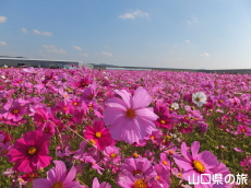 �Ԃ̊C�̃R�X���X