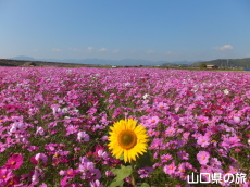 �R�X���X���ƂЂ܂��