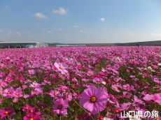 �Ԃ̊C�̃R�X���X