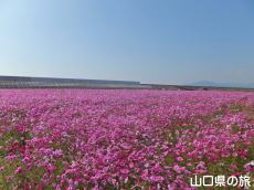 �Ԃ̊C�̃R�X���X