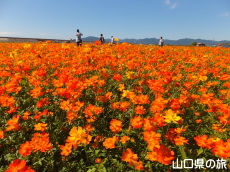 �Ԃ̊C�̃R�X���X