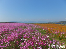 �Ԃ̊C�̃R�X���X