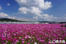 �Ԃ̊C�̃R�X���X2019