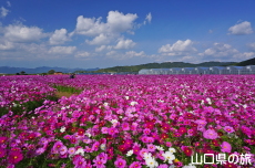 �Ԃ̊C�̃R�X���X2019