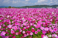 �Ԃ̊C�̃R�X���X2019