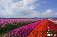 �Ԃ̊C�̃T���p�`�F�X