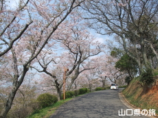 竜王山公園の桜
