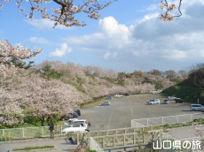 竜王山公園の桜
