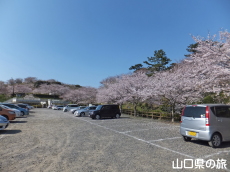 竜王山公園の桜