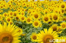 Ԃ̊ĈЂ܂2022