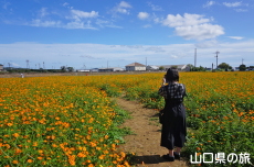 黄花コスモスと旅相棒