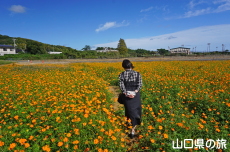 キバナコスモスと旅相棒