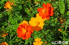 花の海のキバナコスモス
