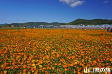 花の海の黄花コスモス