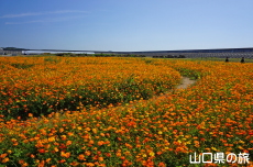 花の海の黄花コスモス