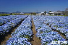 �Ԃ̊C�̃l���t�B��