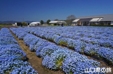 �Ԃ̊C�̃l���t�B��