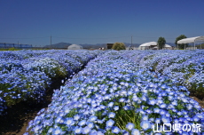 �Ԃ̊C�̃l���t�B��