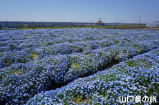 �Ԃ̊C�̃l���t�B��