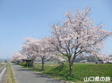 �؉��색�u���o�[�p�[�N�̍�����