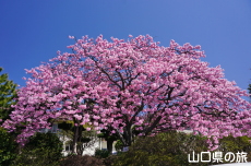 ���֎s���|�Z���^�[�̑劦��