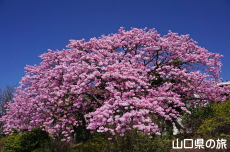 ���֎s���|�Z���^�[�̑劦��