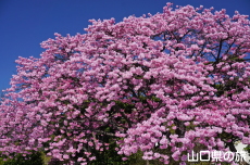 ���֎s���|�Z���^�[�̑劦��