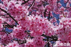 ���֎s���|�Z���^�[�̑劦��