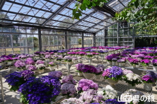 �T�C�l���A