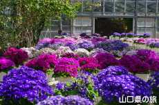 �T�C�l���A