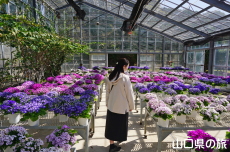 �T�C�l���A