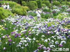 東行庵の花菖蒲園