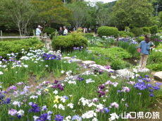 東行庵の花菖蒲園
