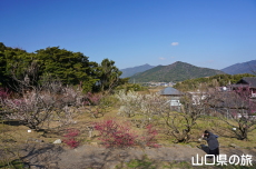 下関市園芸センターの梅園
