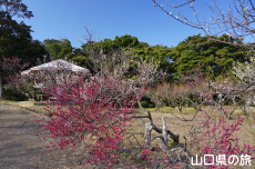 下関市園芸センターの梅園