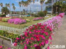 下関市園芸センターのコスモス