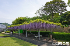 下関市園芸センターの藤棚