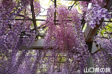 下関市園芸センターの藤棚