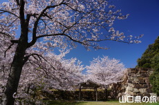 �֌�������̍�